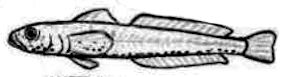 Crystallogobius linearis